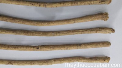 Hình ảnh vị thuốc hoàng kỳ